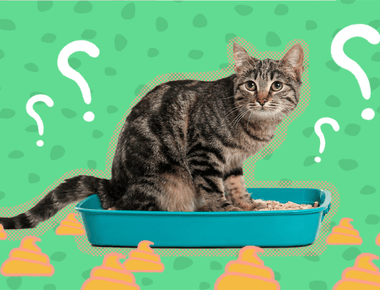 Why Would a Cat Poop on the Floor & How to Stop It? 🐱💩