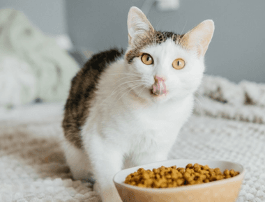 Why Is Cat Food So Expensive And What To Do About It