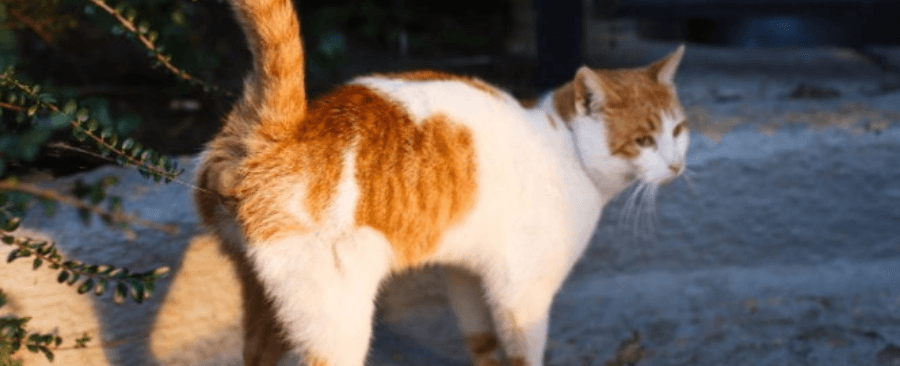 Why Would a Cat Pee on You? 9 Common Reasons 🐱💦