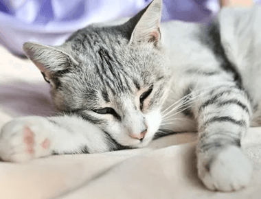 Why Are Cats So Lazy? Here's Why! 🐱💤