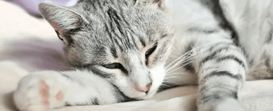 Why Are Cats So Lazy? Here's Why! 🐱💤