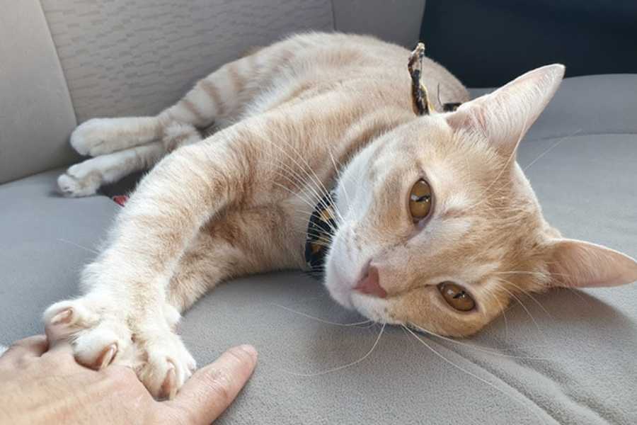 How to Help Cats with Separation Anxiety