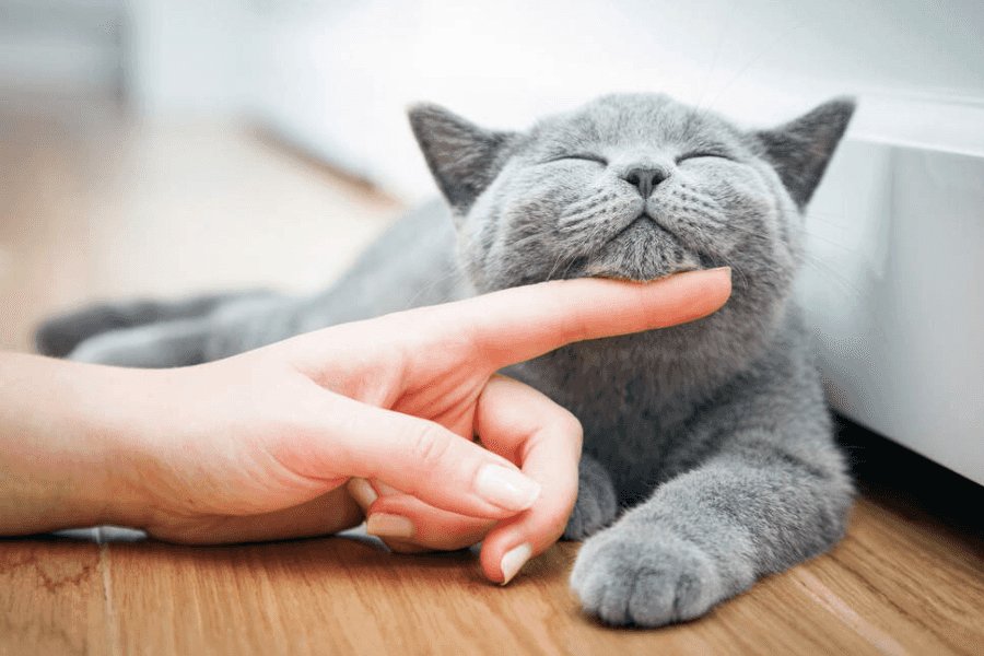 Why Do Cats Purr?