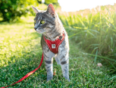 Can You Take Cat For A Walk? Pet Experts Explain