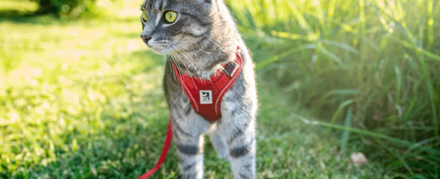 Can You Take Cat For A Walk? Pet Experts Explain