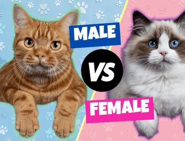 Is a Male Cat Better or a Female Cat?