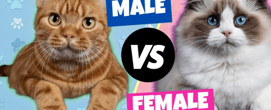 Is a Male Cat Better or a Female Cat?