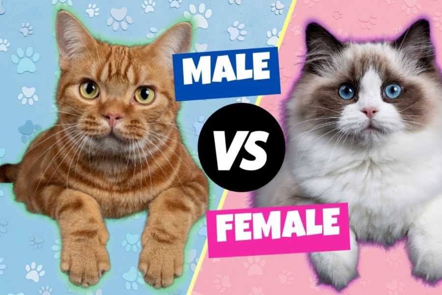 male cat vs female cat