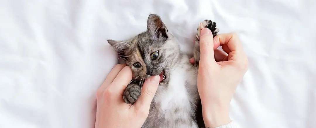 Understanding Why Cats Bite and How to Prevent It