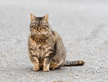 Can A Cat Be In Heat While Pregnant? Interesting Facts