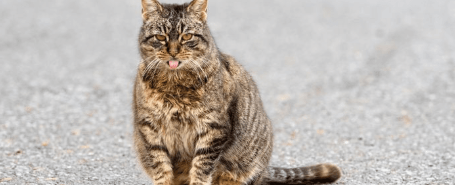 Can A Cat Be In Heat While Pregnant? Interesting Facts