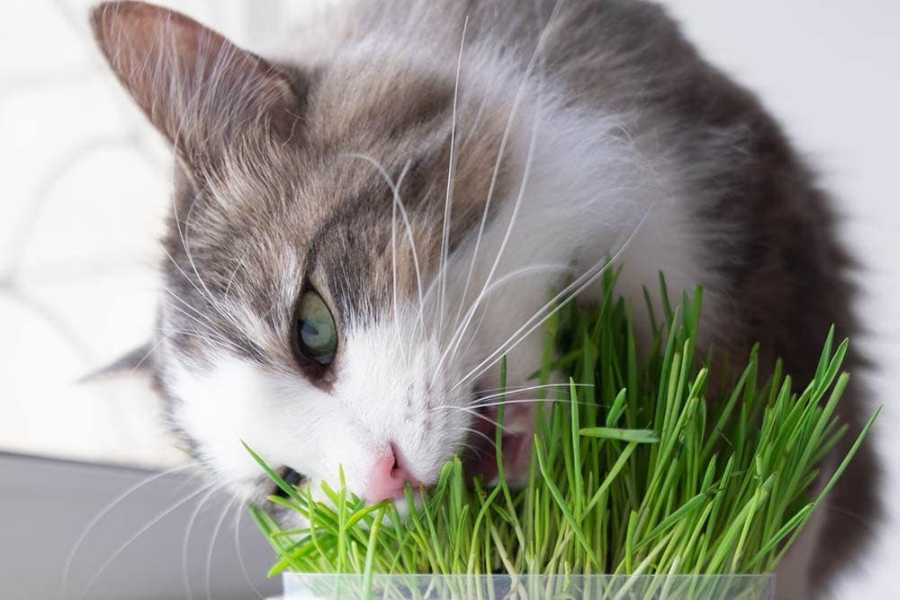 Additional Benefits of Cat Grass