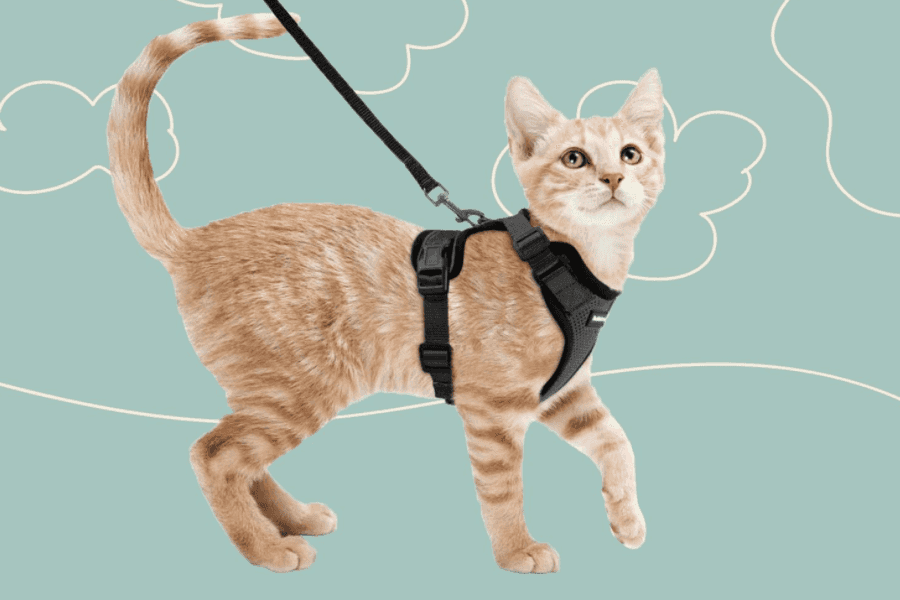 Cat wearing harness and leash