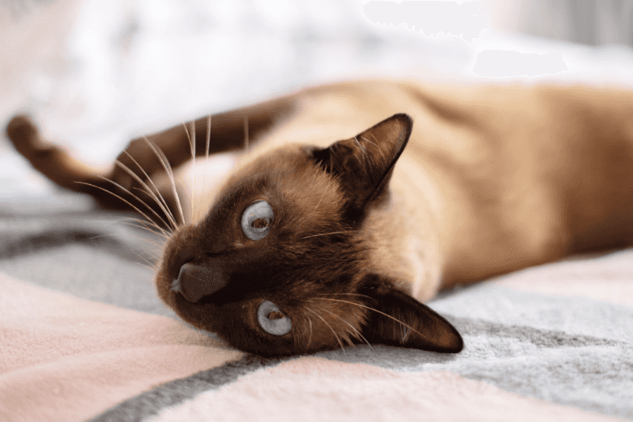 Siamese Cat