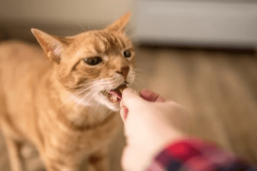 Cat getting treats after nail trim