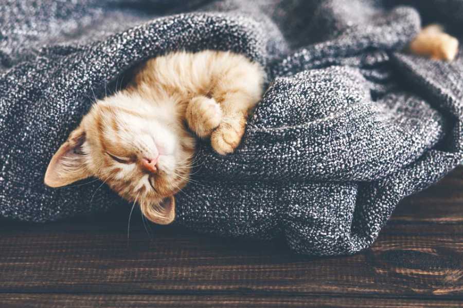 Kittens Sleep More Than Adults