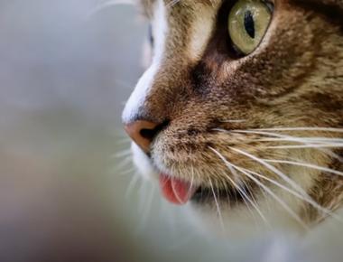 Why Cat Has Tongue Out? Understanding the Adorable Cat Blep