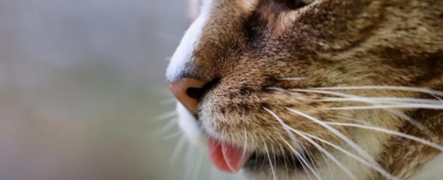 Why Cat Has Tongue Out? Understanding the Adorable Cat Blep