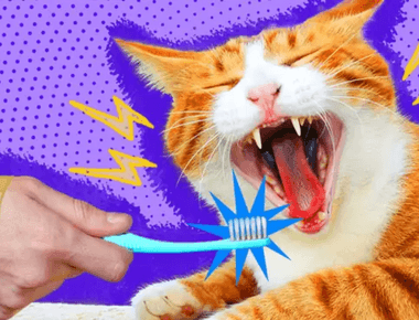 How Often Should You Brush Your Cat's Teeth?