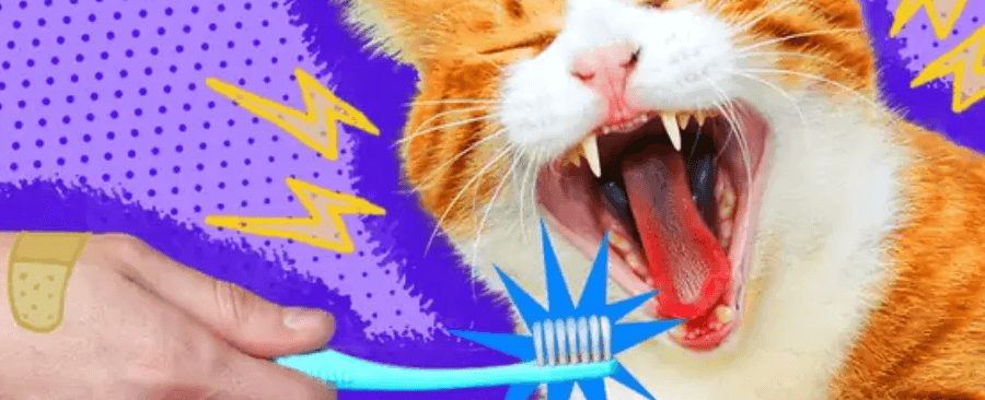 How Often Should You Brush Your Cat's Teeth?