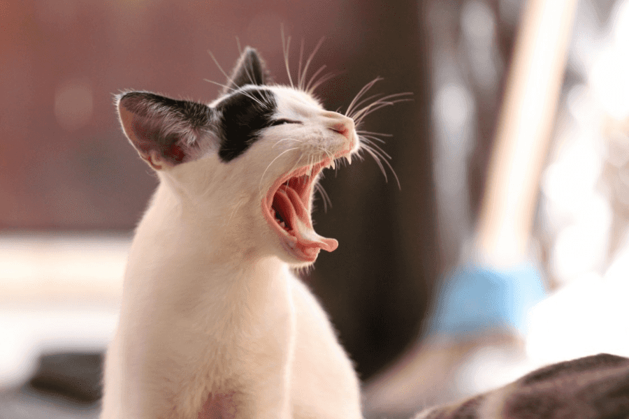 cat coughing