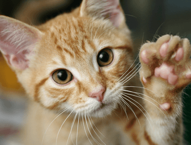 Is Declawing a Cat Bad for Them?