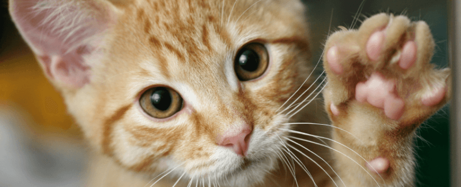 Is Declawing a Cat Bad for Them?