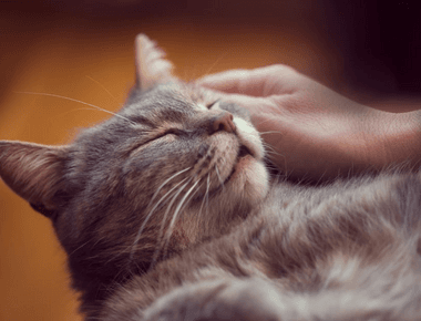 Can Cats Purring Heal You 🐱 6 Amazing Facts about Cat Purring