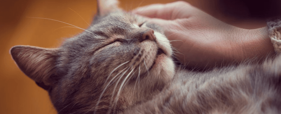 Can Cats Purring Heal You 🐱 6 Amazing Facts about Cat Purring