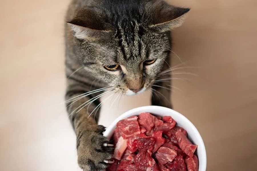 Cats Are Obligate Carnivores