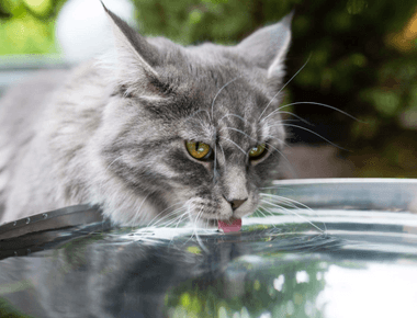 How to Check if Your Cat is Dehydrated 🐱💧