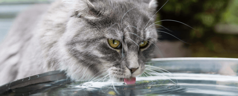 How to Check if Your Cat is Dehydrated 🐱💧