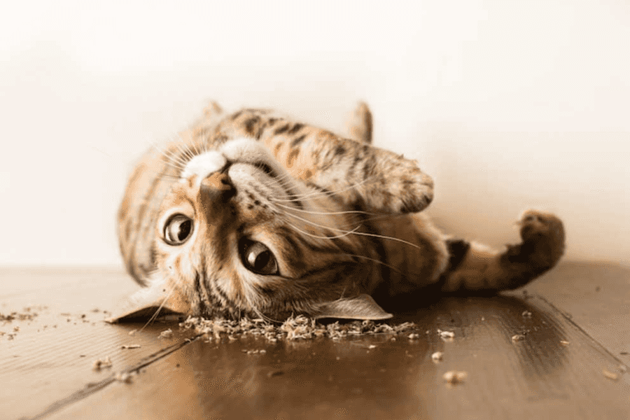 Kitten Sniffing Catnip