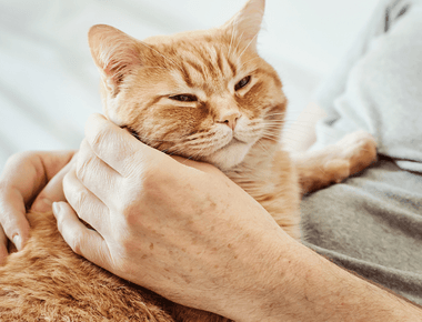 Where Do Cats Purr From? Happiness isn't The Only Reason