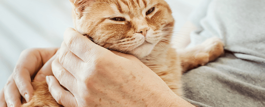 Where Do Cats Purr From? Happiness isn't The Only Reason