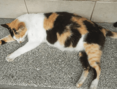 How to Tell When Cat is Pregnant Without Going to The Vet