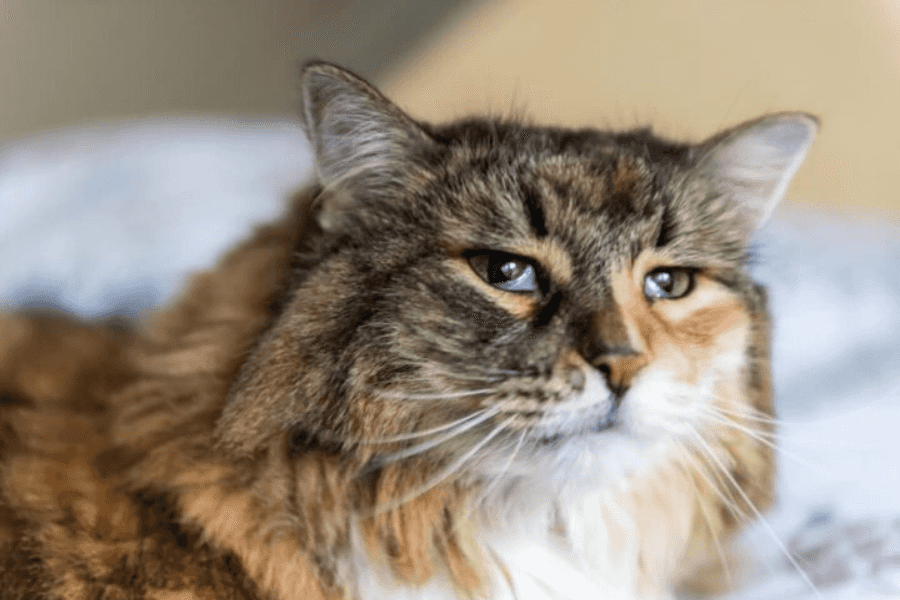 What Is Feline Leukemia Virus?