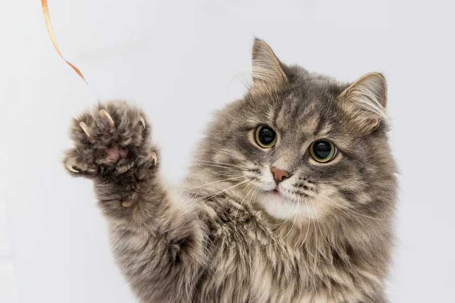 The Impact of Declawing on Cats' Health