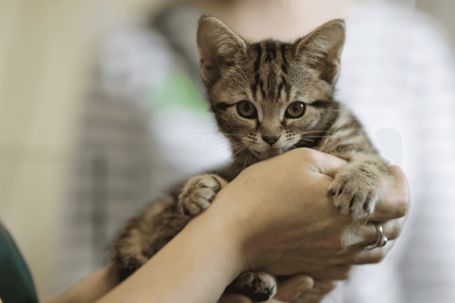 newborn kittens in hands