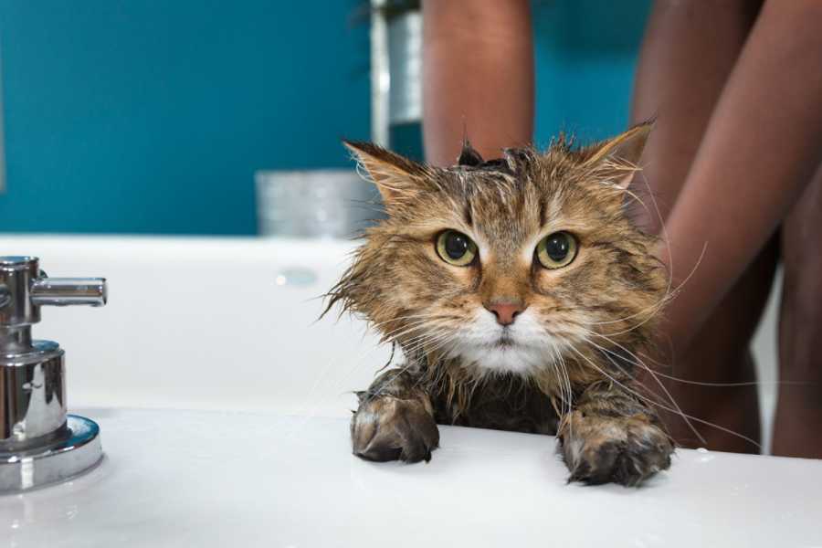 The Bathing Process