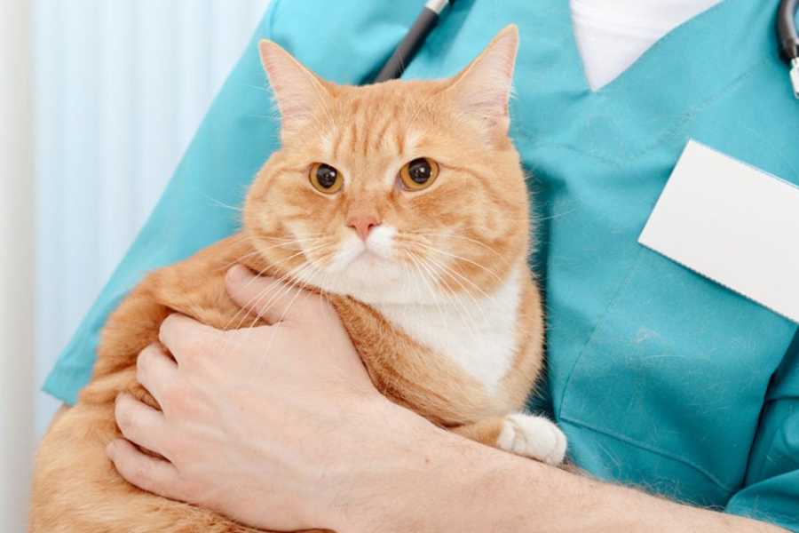 Understanding the Unspayed Cat