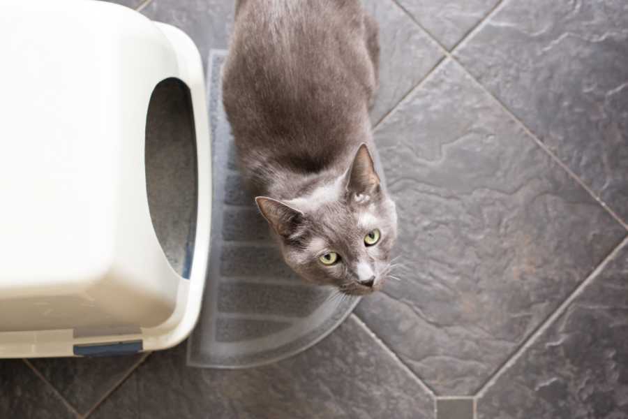 So, Can You Put Cat Litter Down the Toilet