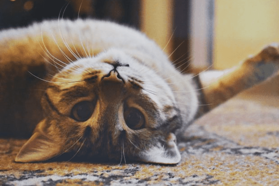 What Natural Causes Do Cats Die From?