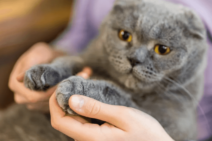 alternatives to declawing cats