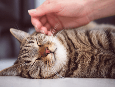 Where Cats Like to Be Pet - Cat Petting 101