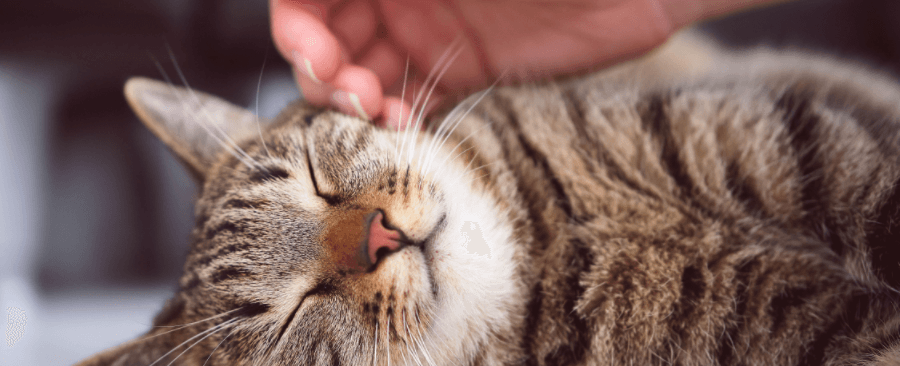 Where Cats Like to Be Pet - Cat Petting 101