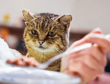 Is Cat Food Safe For Humans? Vet-Reviewed Facts 🐱