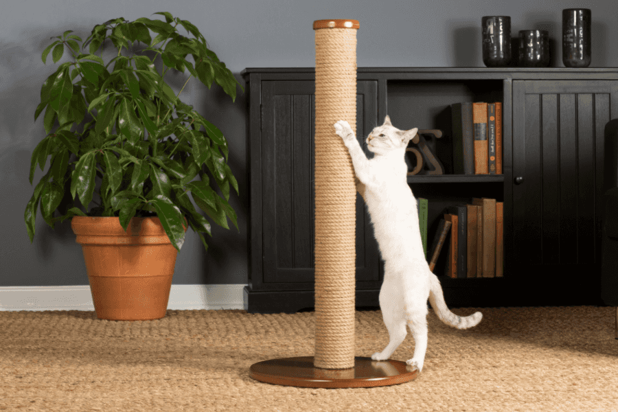 Cat scratching on post