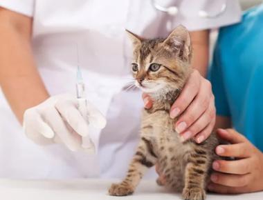 What Shots are Needed for Cats? Everything You Need to Know About Cat Vaccines