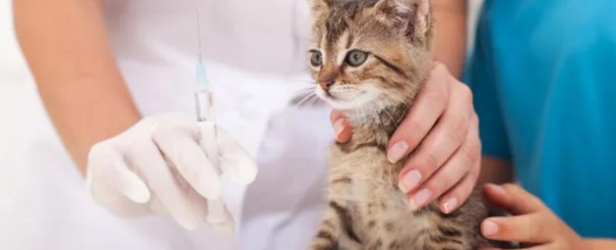 What Shots are Needed for Cats? Everything You Need to Know About Cat Vaccines